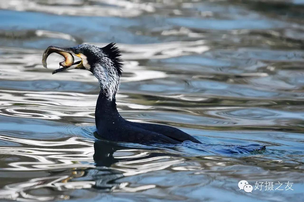 各路大鸟说:秀恩爱,那必须去春天的西湖啊!(拍鸟地图附上)