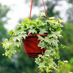 新装修的房子摆什么植物去甲醛,甲醛克星第一名植物