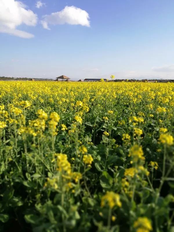 蒙自尼苏小镇有油菜花吗,蒙自尼苏小镇现在有花吗