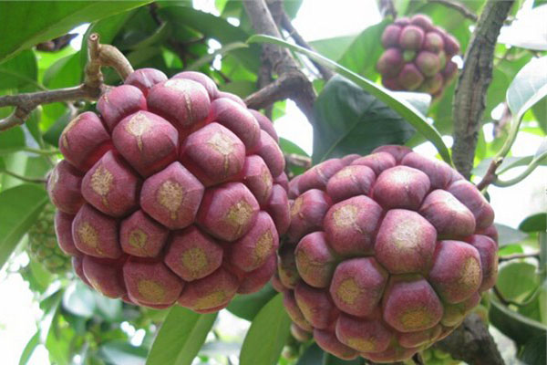 长得像葡萄的水果有个大核很甜,像菠萝又像葡萄的水果