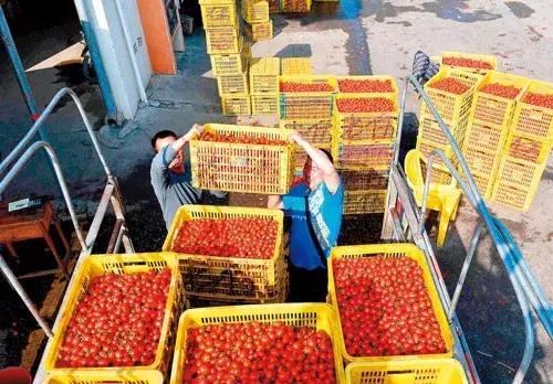 广西百色芒果产业发展方向,百色田东芒果产业集群