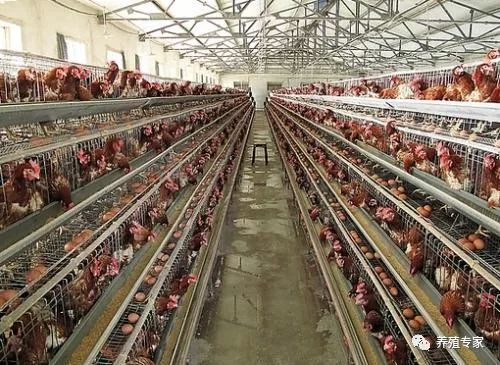 光照强度和光照时间对蛋鸡的影响,蛋鸡光照时间过长有什么影响