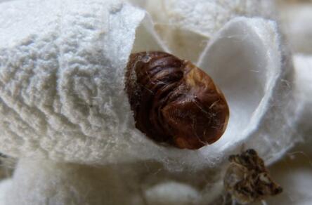 桑蚕茧没抽丝的多少钱一斤,蚕茧丝多少钱一斤