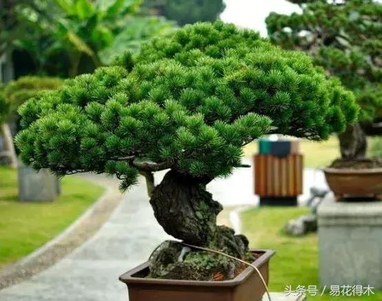 花卉黄叶怎么处理最简单的方法,让花卉快速生长不黄叶的小方法