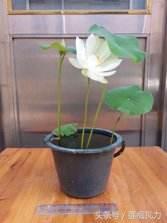 荷花种在桶里再放在缸里,碗莲这种放在碗里就能开花的荷花