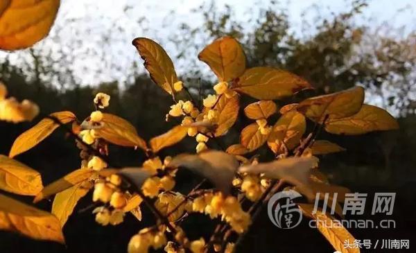 泸州看腊梅,又是一年赏梅季泸州梅花哪里赏