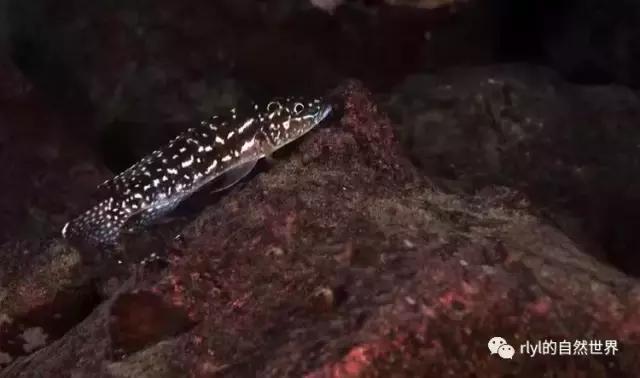 「鱼标本戏说非洲慈鲷」第二章:威严庄重的坦湖酋长——大型炮弹