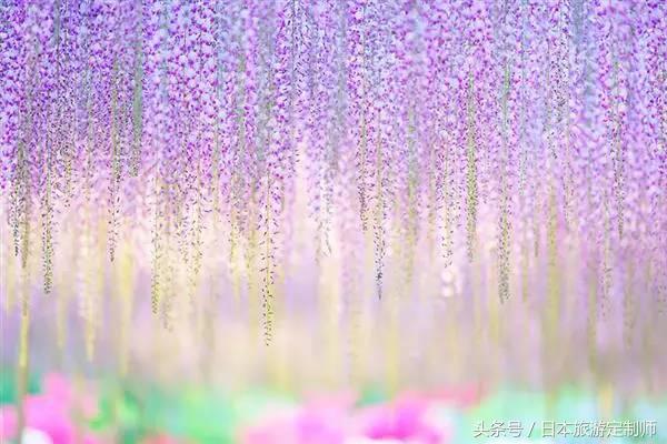 日本浪漫樱花之旅,日本樱花之旅