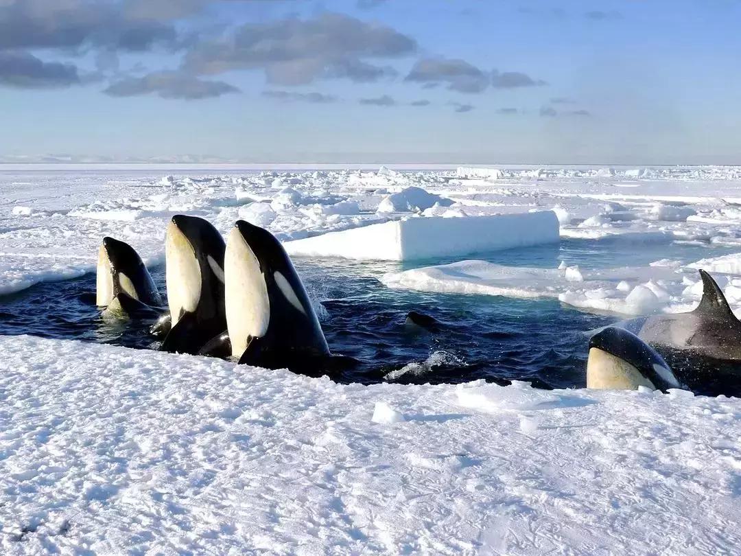 必看bbc10部地理纪录片,bbc十部顶级纪录片