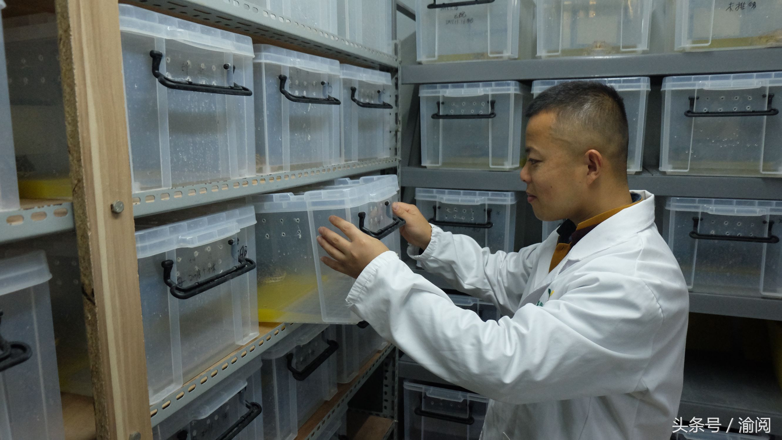 策划｜重庆崽儿养宠物蛙十年花近百万