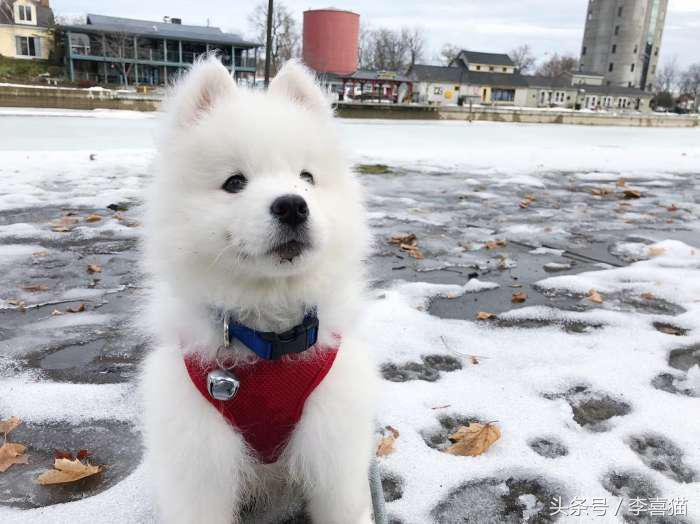 微笑天使萨摩耶，汪星人知名组合雪橇三傻中的一股清流！
