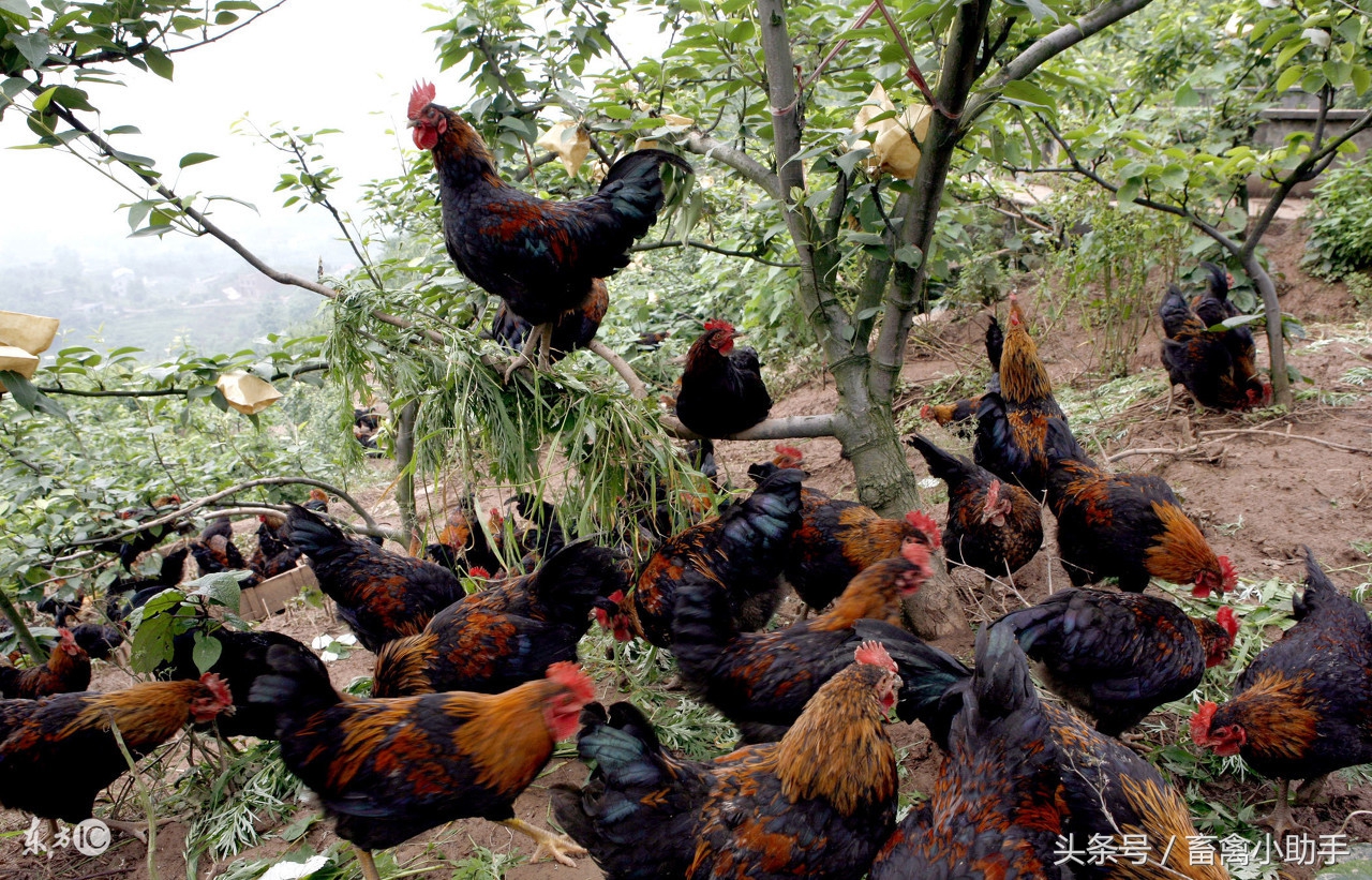 鸡啄肛啄毛是怎么回事,鸡刚开产啄肛怎么回事