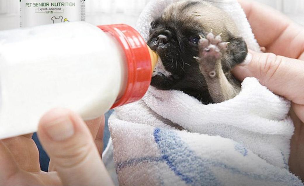 离保质期3个月奶粉质量会下降吗,奶粉过质保期怎么样