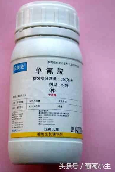 暖棚葡萄一年两熟技术,一年盆栽葡萄的种植技巧和方法