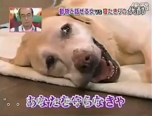 动物和动物之间沟通有代沟吗,怎么才能让动物听懂你说的话