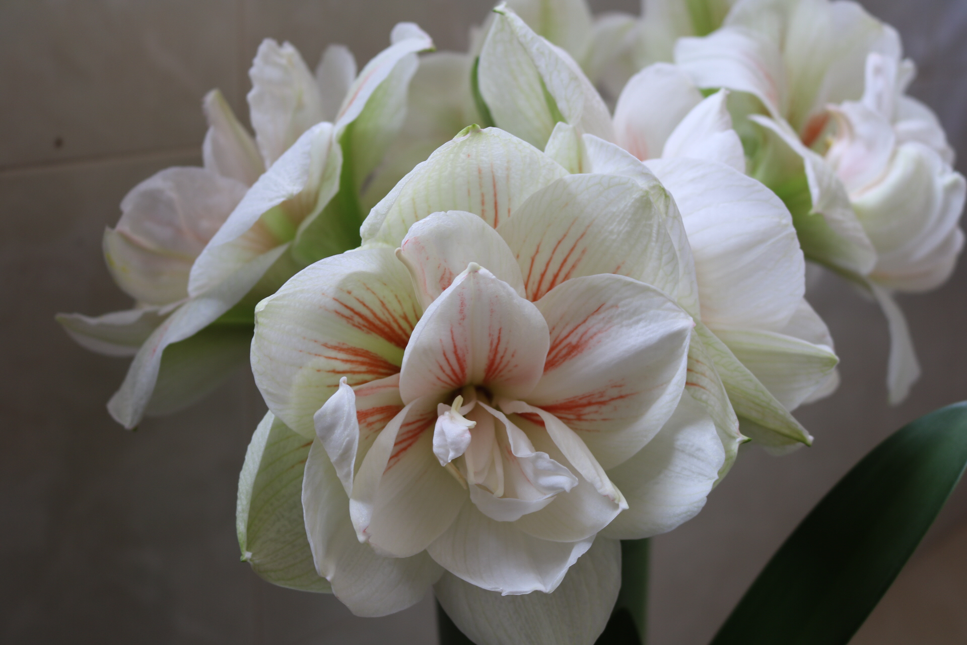 怎么养朱顶红球会变大施什么肥,夏韵养朱顶红的经验