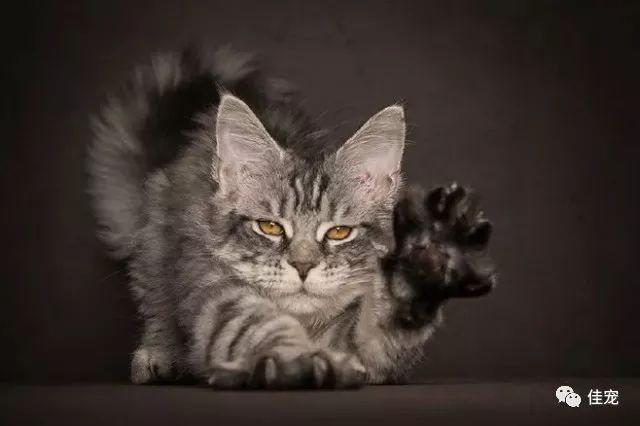 怎么选好的缅因猫,7000的缅因猫vs10000的缅因猫