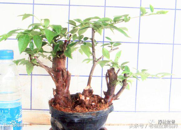 乌饭树做盆景教程,大叶乌饭树和小叶乌饭树都开花吗