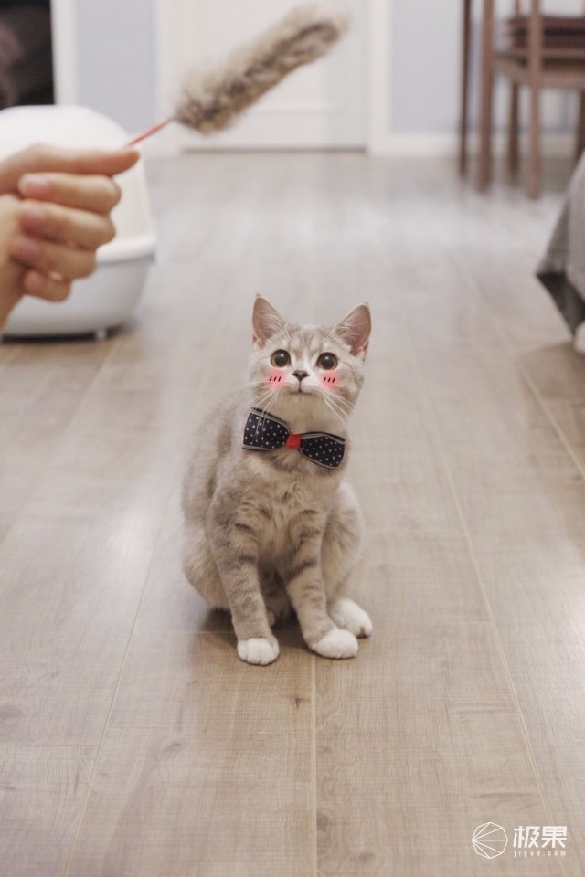 猫奴必做攻略,猫奴必看喵星人