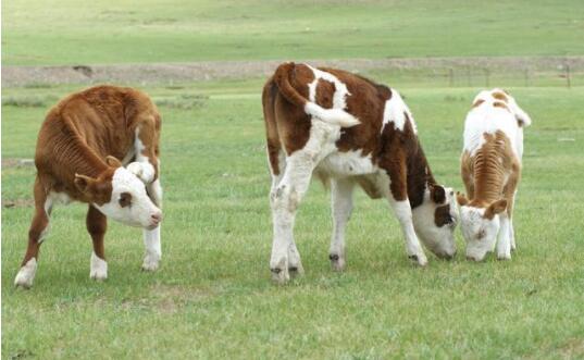 牛胃肠炎的症状及治疗,牛胃肠炎什么原因引起的