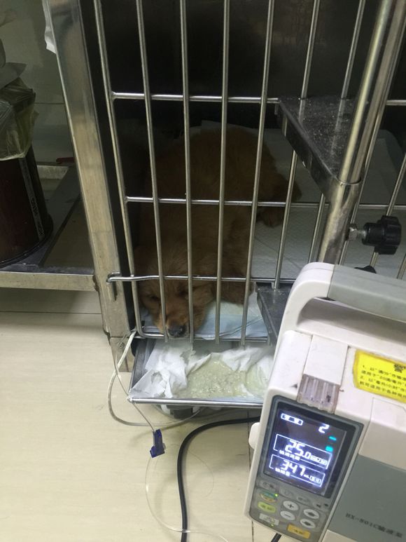 金毛8个月得了细小自救,两个月狗狗得了细小和冠状