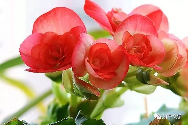 芳华散文摘抄,刹那芳华散文经典