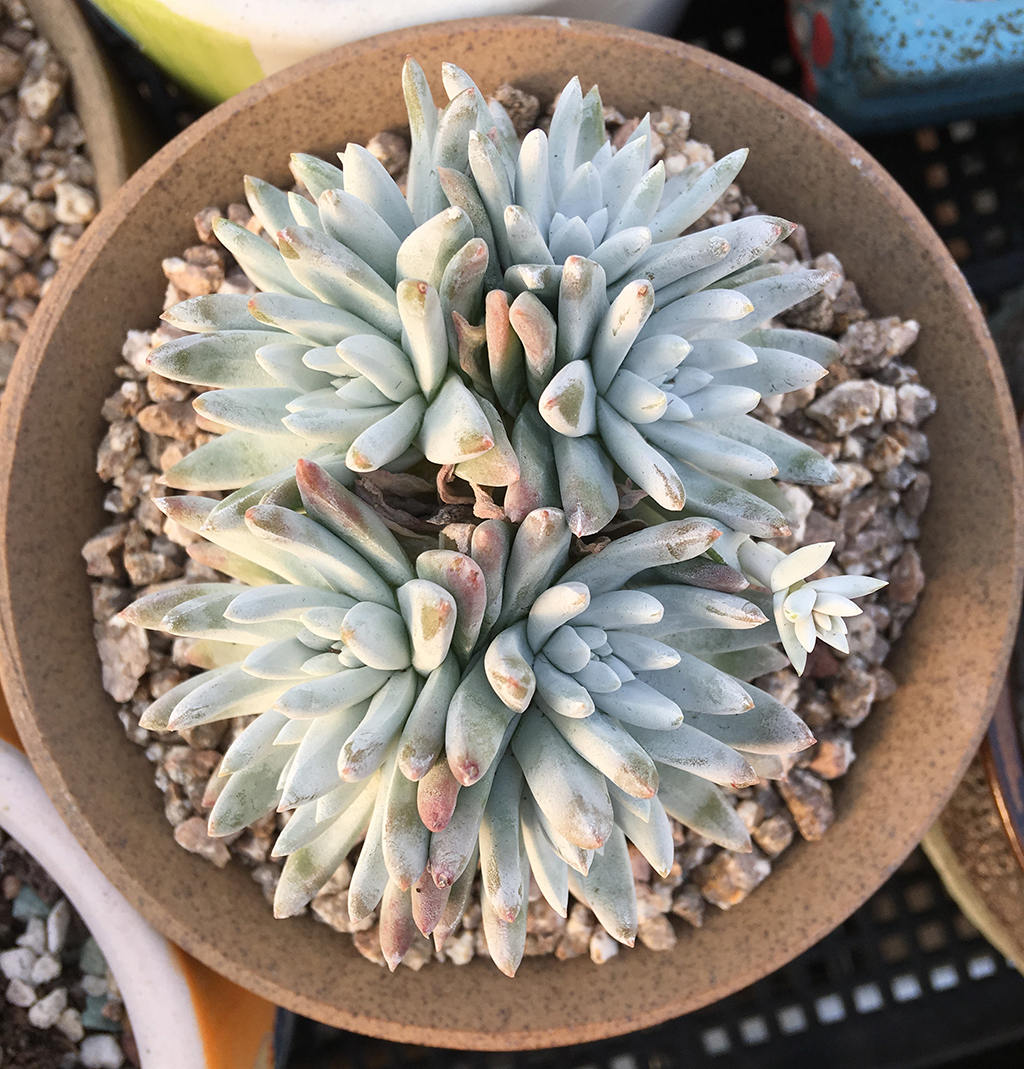 多肉拇指仙女杯适合用什么样的土,秋天多肉仙女杯怕淋雨吗