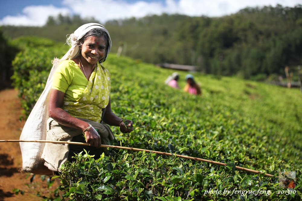斯里兰卡旅游景点视频全集,斯里兰卡咋去