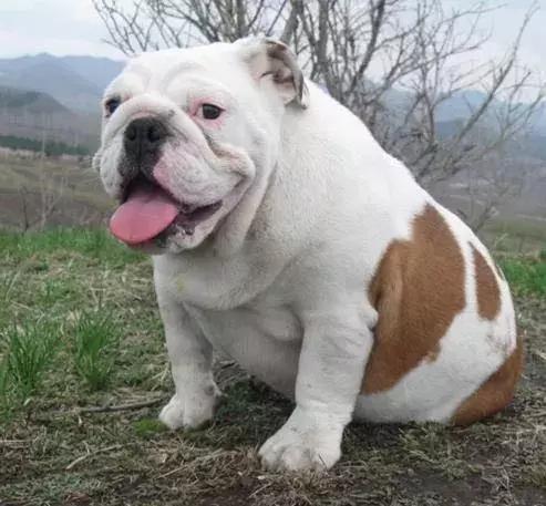 斗牛犬的食物品种,斗牛犬为什么不能养