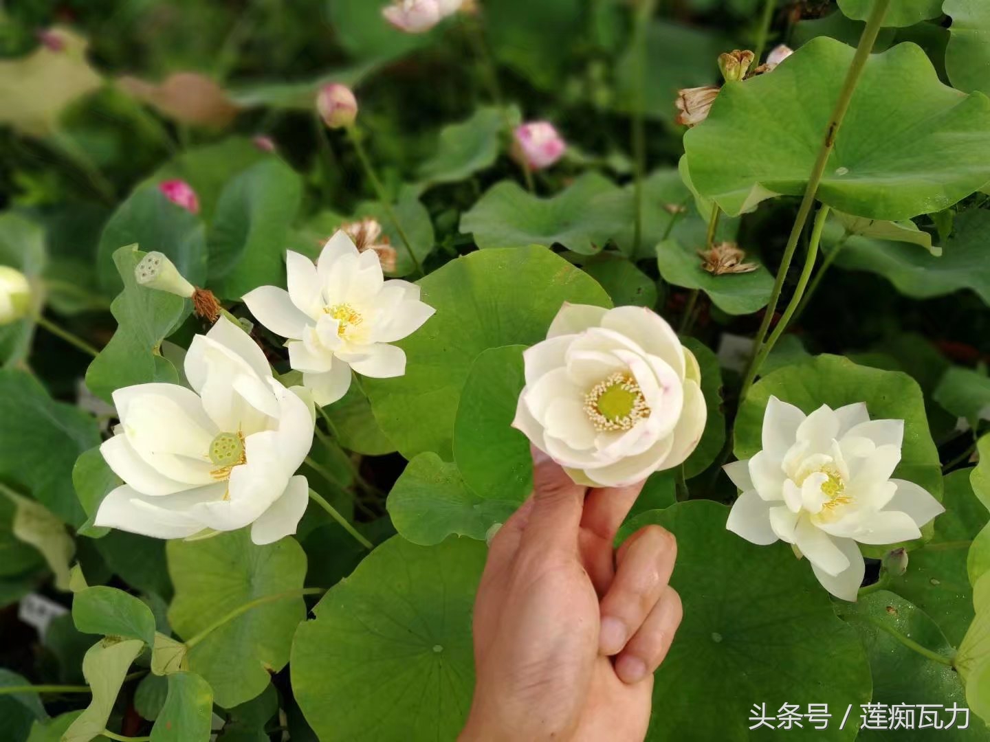 碗莲怎么养殖的方法和技巧图解,碗莲怎么养殖的方法和技巧图片