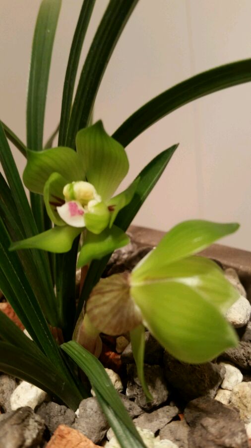 这五种花不能养,5种不能多浇水的花