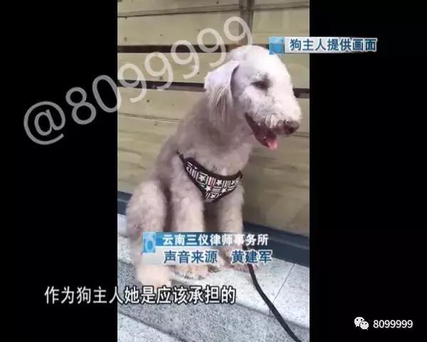 捡到狗不承认不归还犯法吗,捡到名贵犬只抱回家违法吗