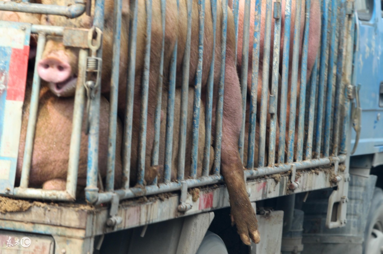 全国生猪出栏排行榜,2019年生猪出栏量各省排名
