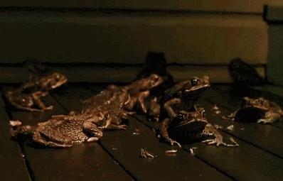 澳洲大量狗舔蟾蜍上瘾,狗狗舔到蟾蜍有没有事