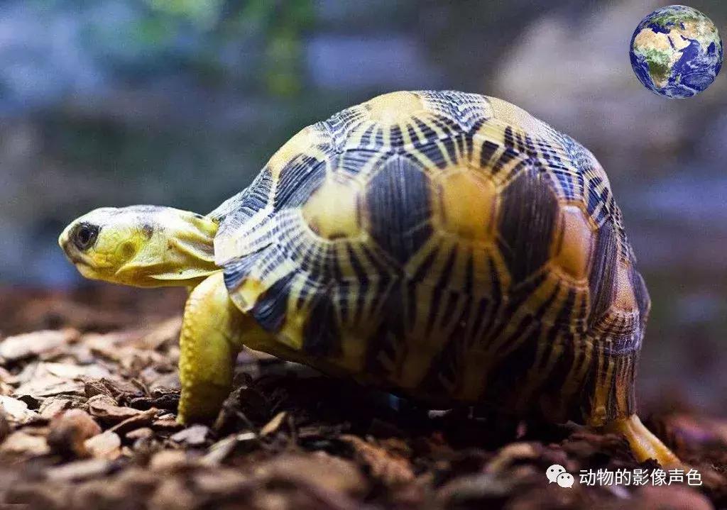 辐射陆龟的图片,辐射陆龟品相