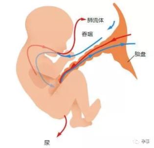 孕妈36周破水早产,36周羊水太多人工破水会早产吗