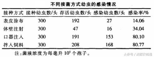 冬虫夏草可人工种植,冬虫夏草人工种植方法