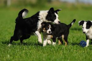 智商排名第一的狗狗、边境牧羊犬