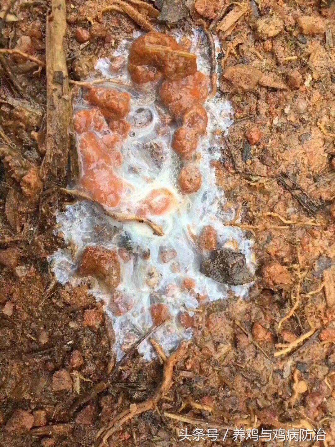 养鸡对肠道好吗,养鸡最好的肠道药