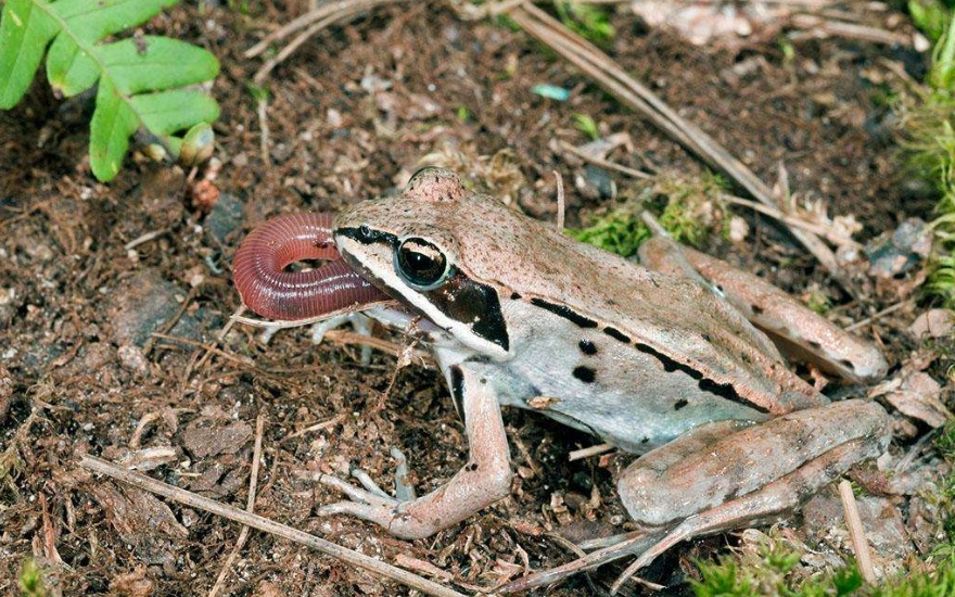 男子十年花近百万养宠物蛙，营养学家建议食用青蛙需谨慎