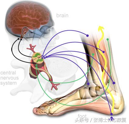 运动脚崴伤怎么快点恢复,运动损伤康复脚踝扭伤处理