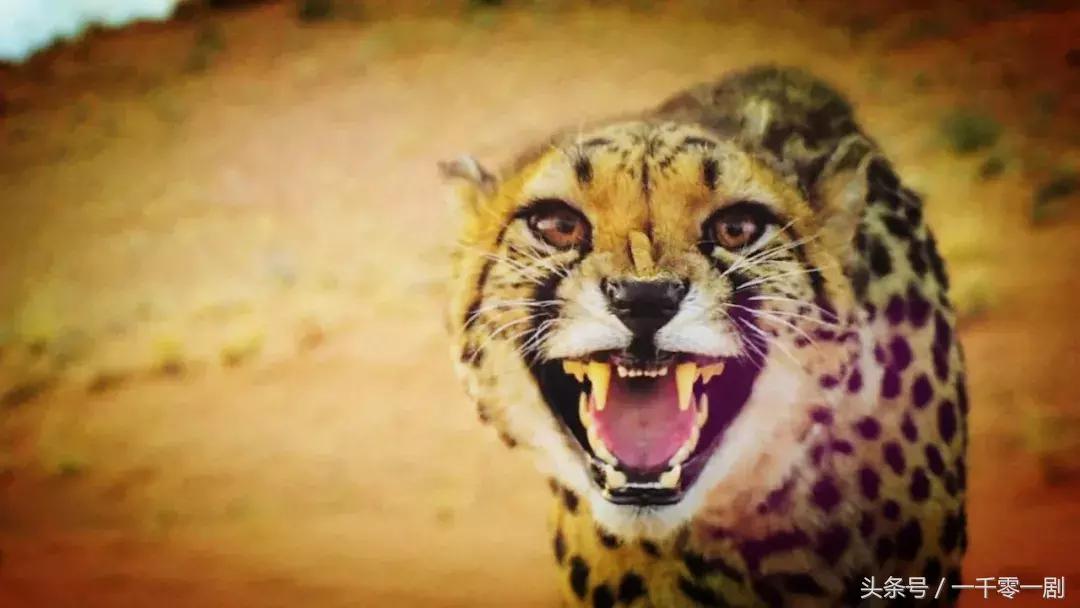 我打赌，这部「三级片」让你从此走上喵生巅峰！