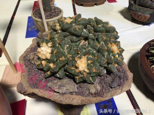 仙人掌有什么知识,仙人掌植物生长的小知识