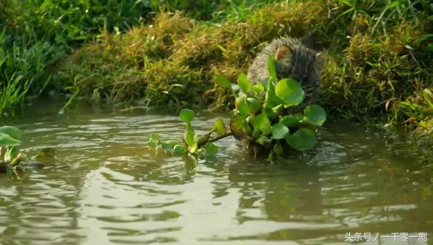 我打赌，这部「三级片」让你从此走上喵生巅峰！