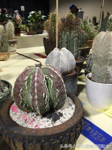 小型的多肉仙人掌如何养护,仙人掌等多肉植物养护方法