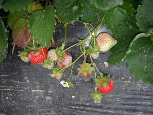 草莓病毒怎么根治,草莓病毒病出来的花蕾什么样子