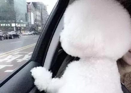 比熊第二天,可爱的比熊犬