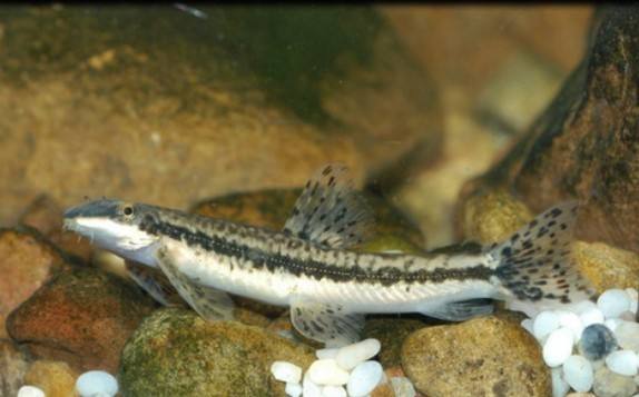 清洁鱼缸吸鳅和清道夫哪个好,如何养好吸鳅