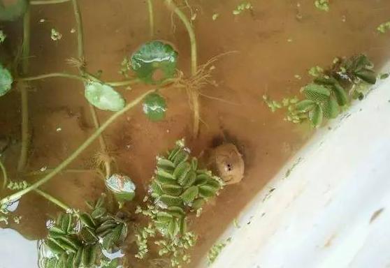 泥水养龟乌龟总是钻泥,龟友交流学习的一天