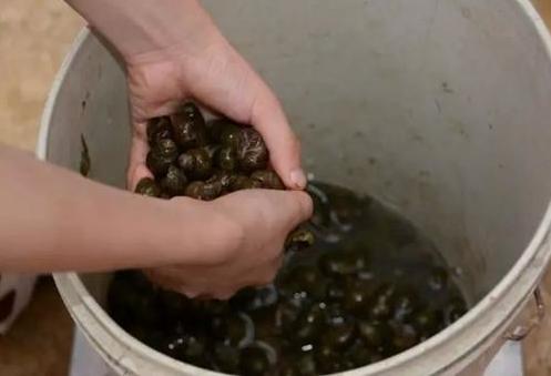 农村河里的这些小野味，你吃过吗？个个是绝品，超好吃！